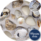 Beach Mix Shells - Bargain Box